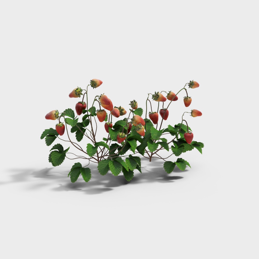 草莓