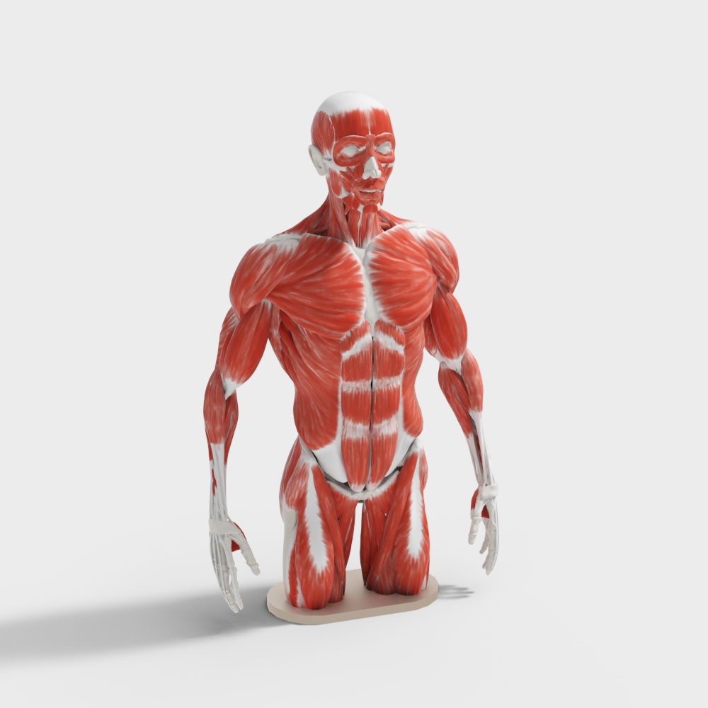 人体模型3D模型