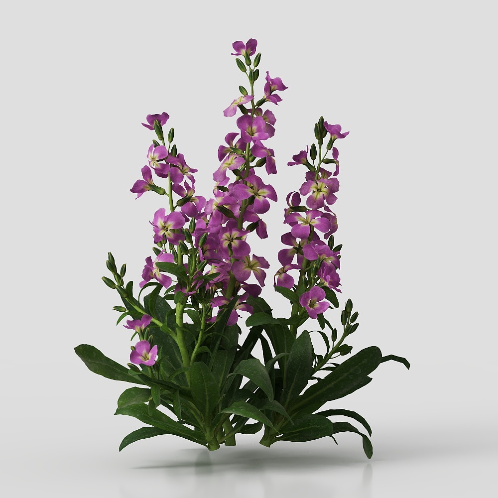 现代花草