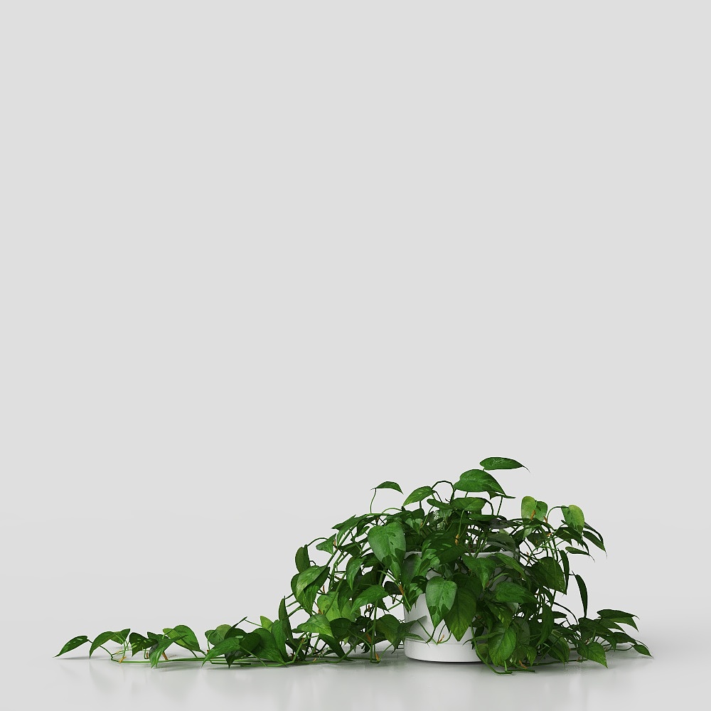 大叶绿萝盆栽