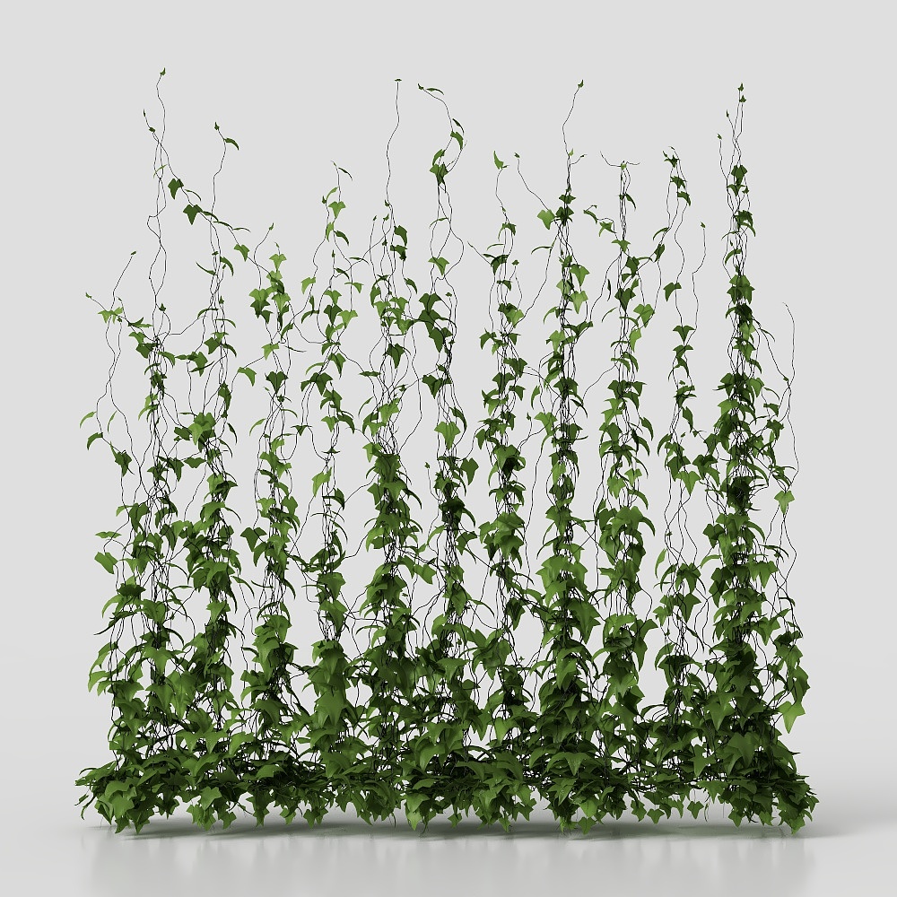 植物墙爬山虎藤蔓