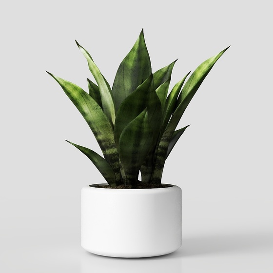 Sansevieria green plant potted plant