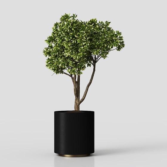 Modern potted green plants