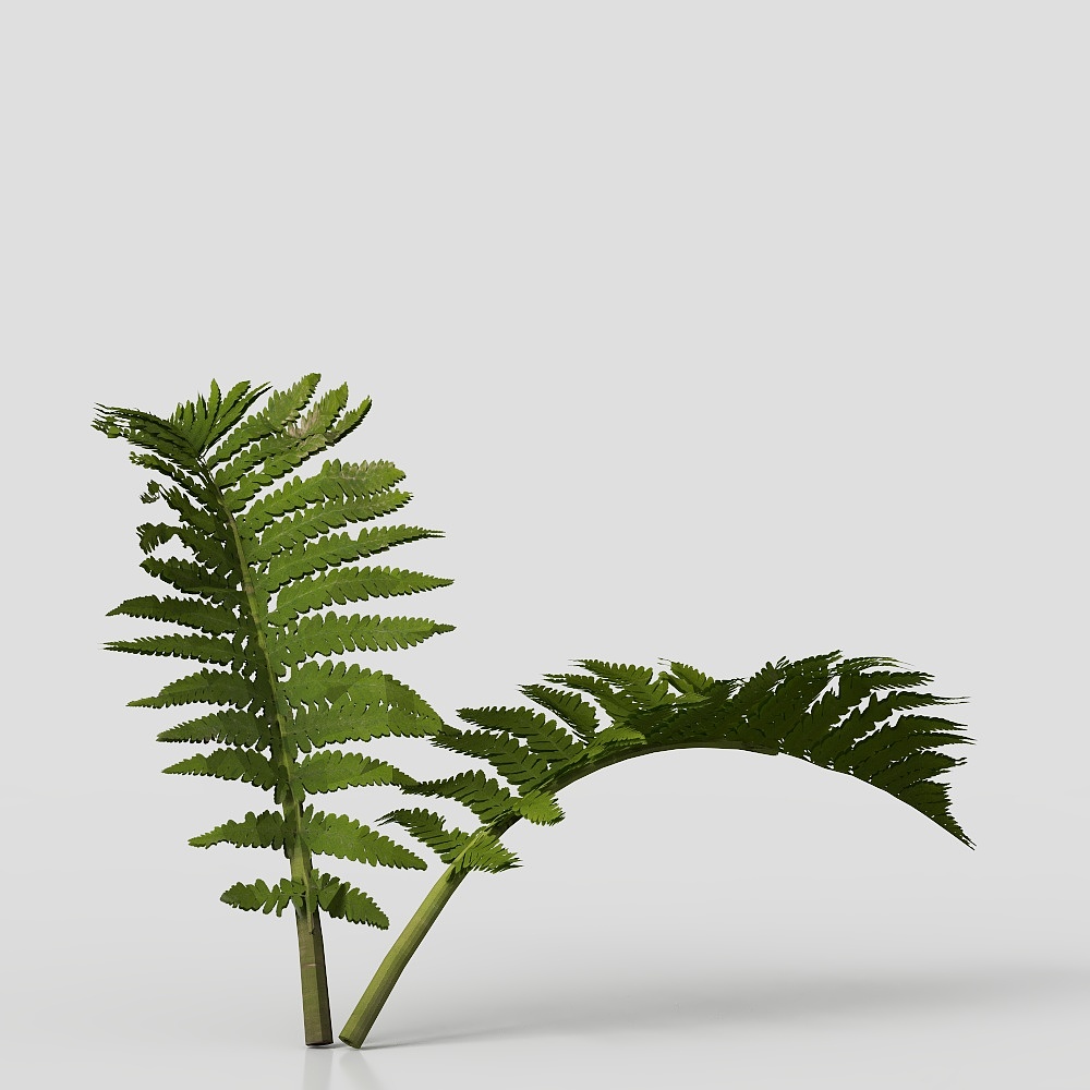 蕨类植物