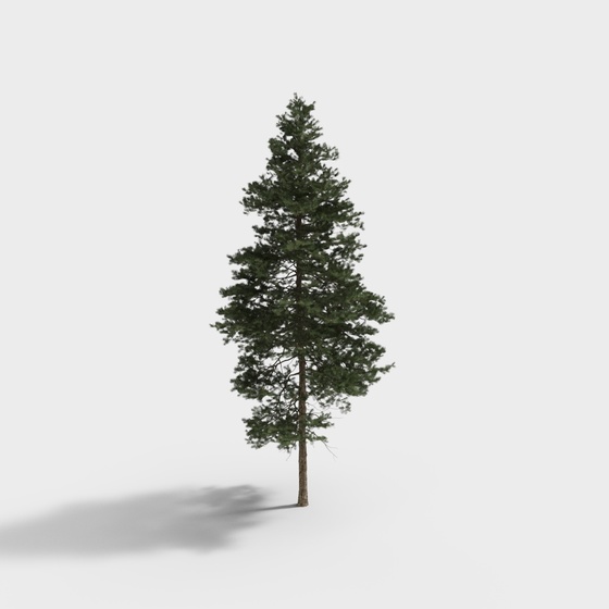 tall pine tree
