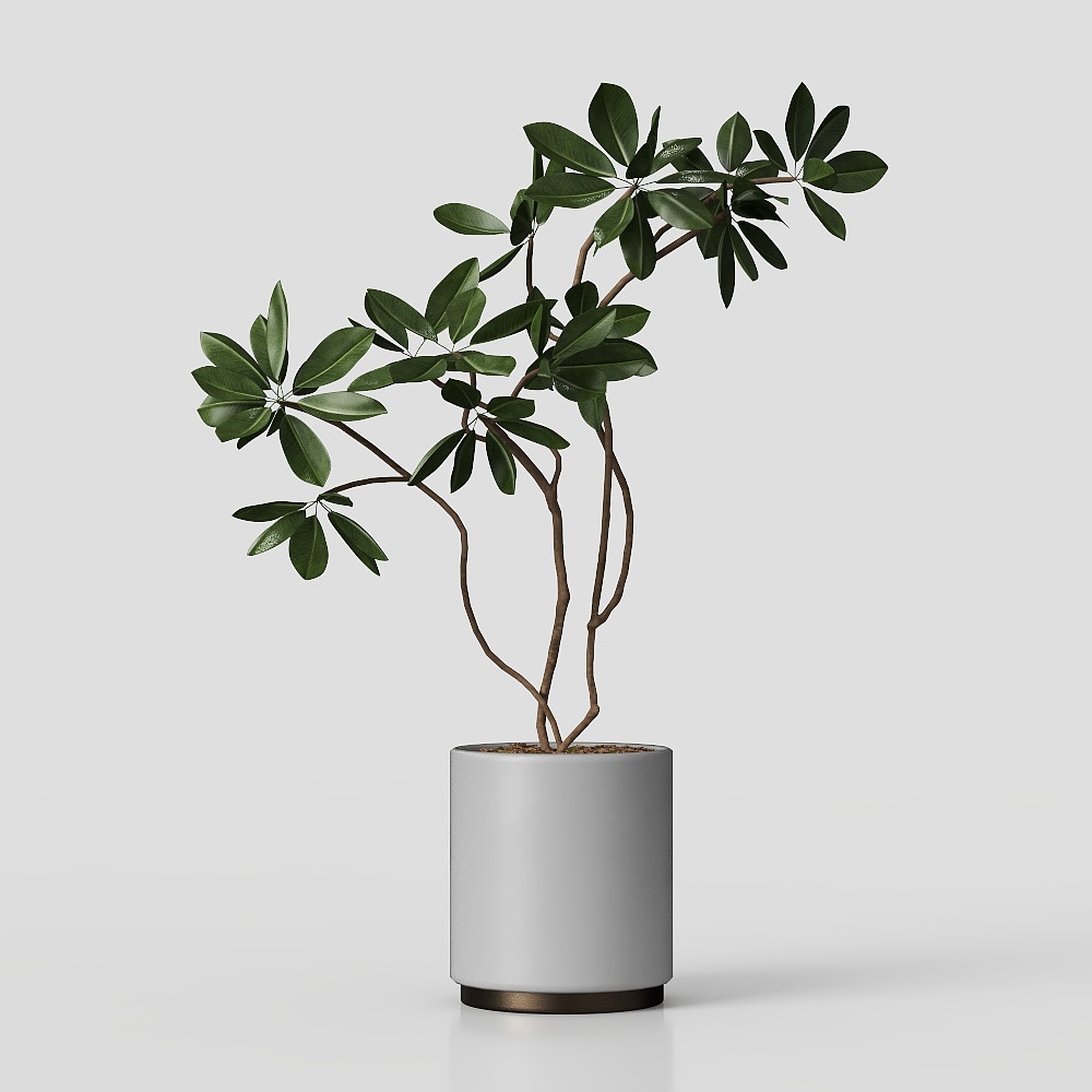 绿植盆栽