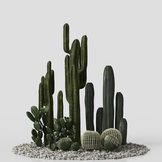Heap Of Cactus Plants
