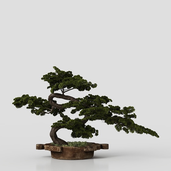 Chinese pine bonsai
