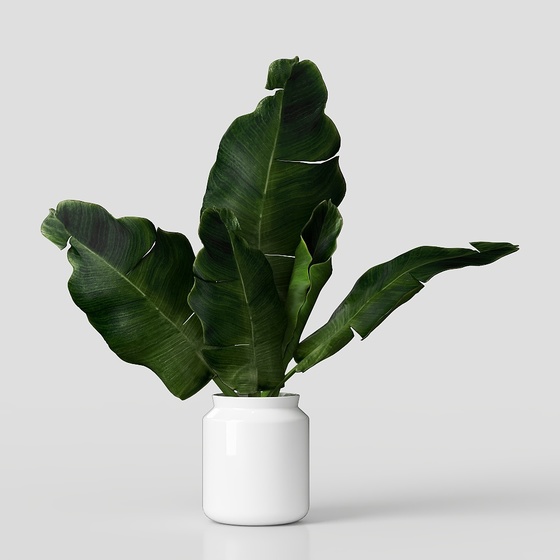 Green Plants 3D Model
