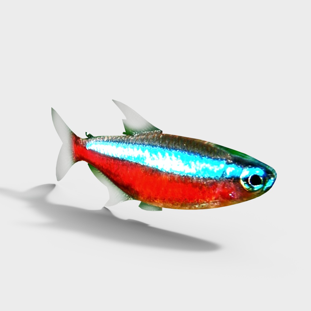 灯科鱼3D模型