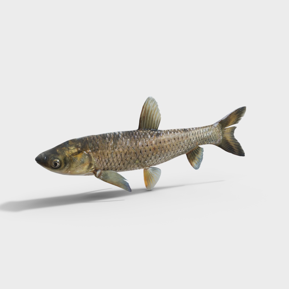 草鱼3D模型