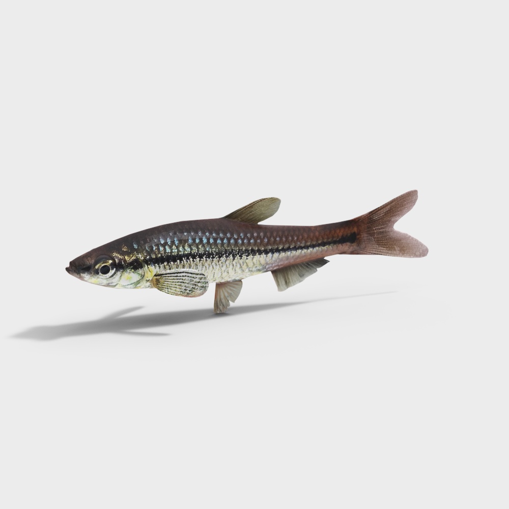 江河麦穗鱼3D模型