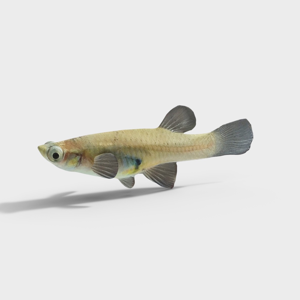 母食蚊鱼3D模型