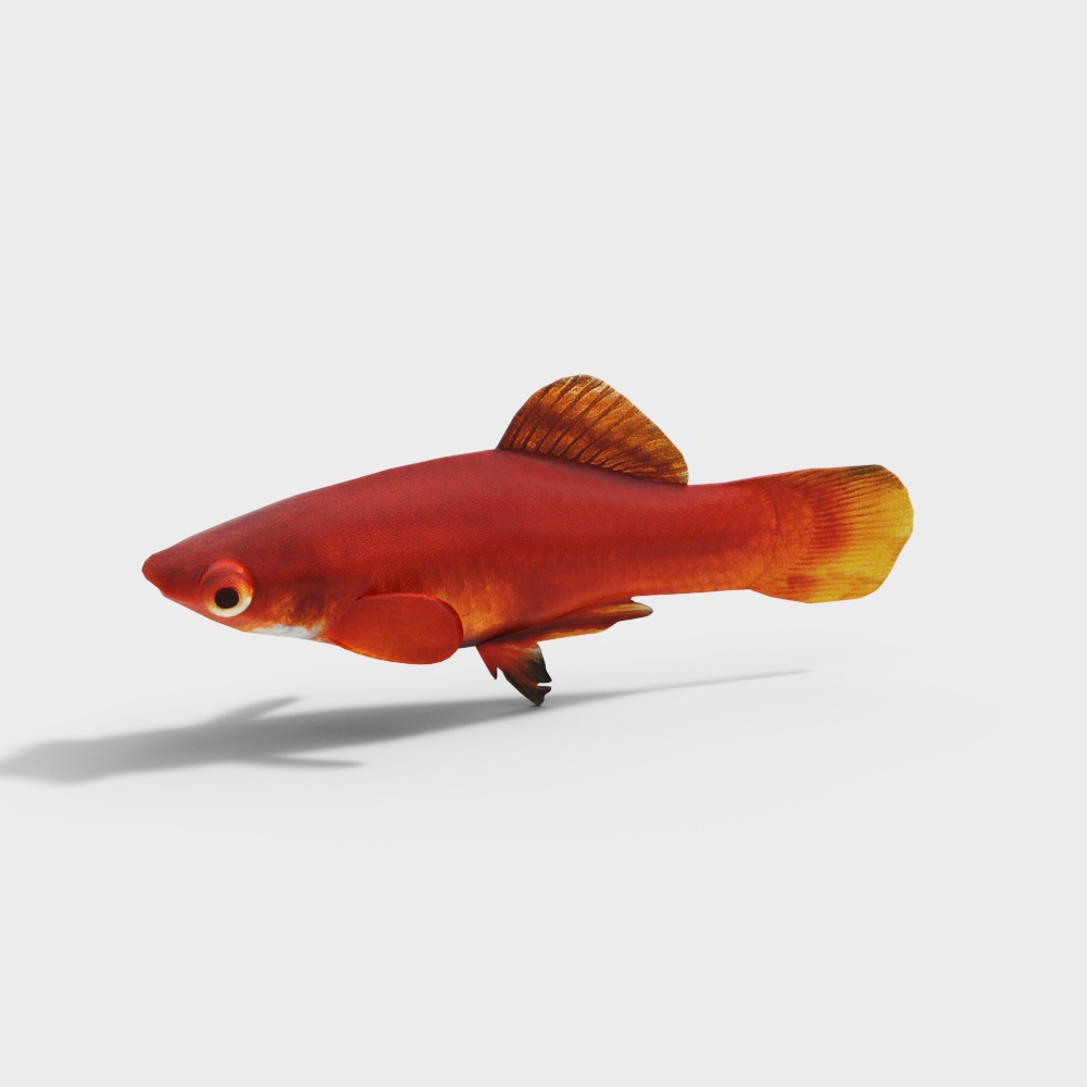 红玛丽鱼3D模型