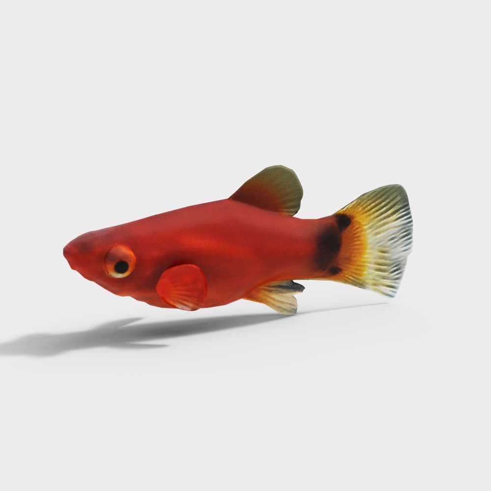 红米奇鱼3D模型