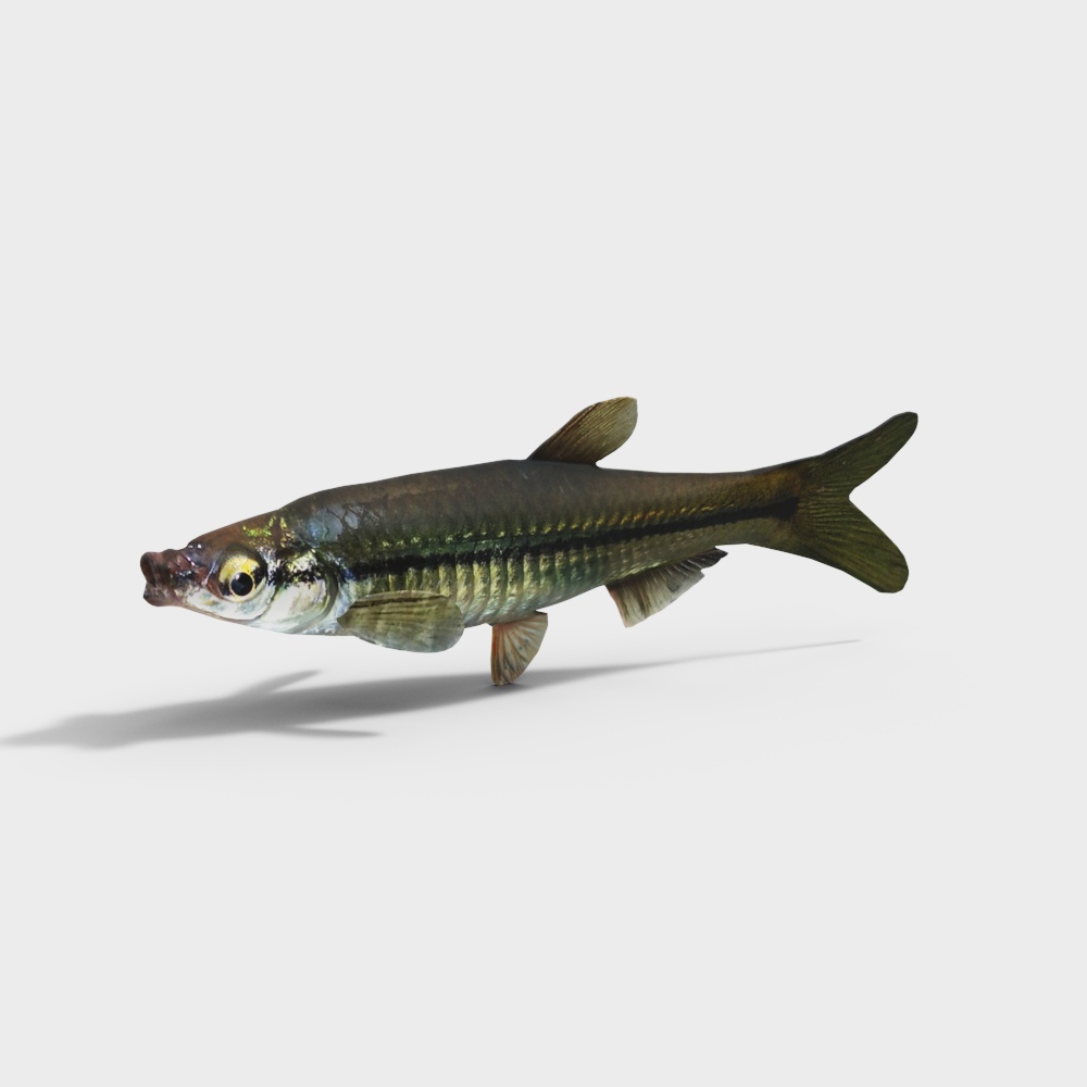 池塘麦穗鱼3D模型