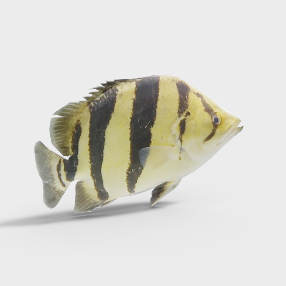 虎鱼3D模型