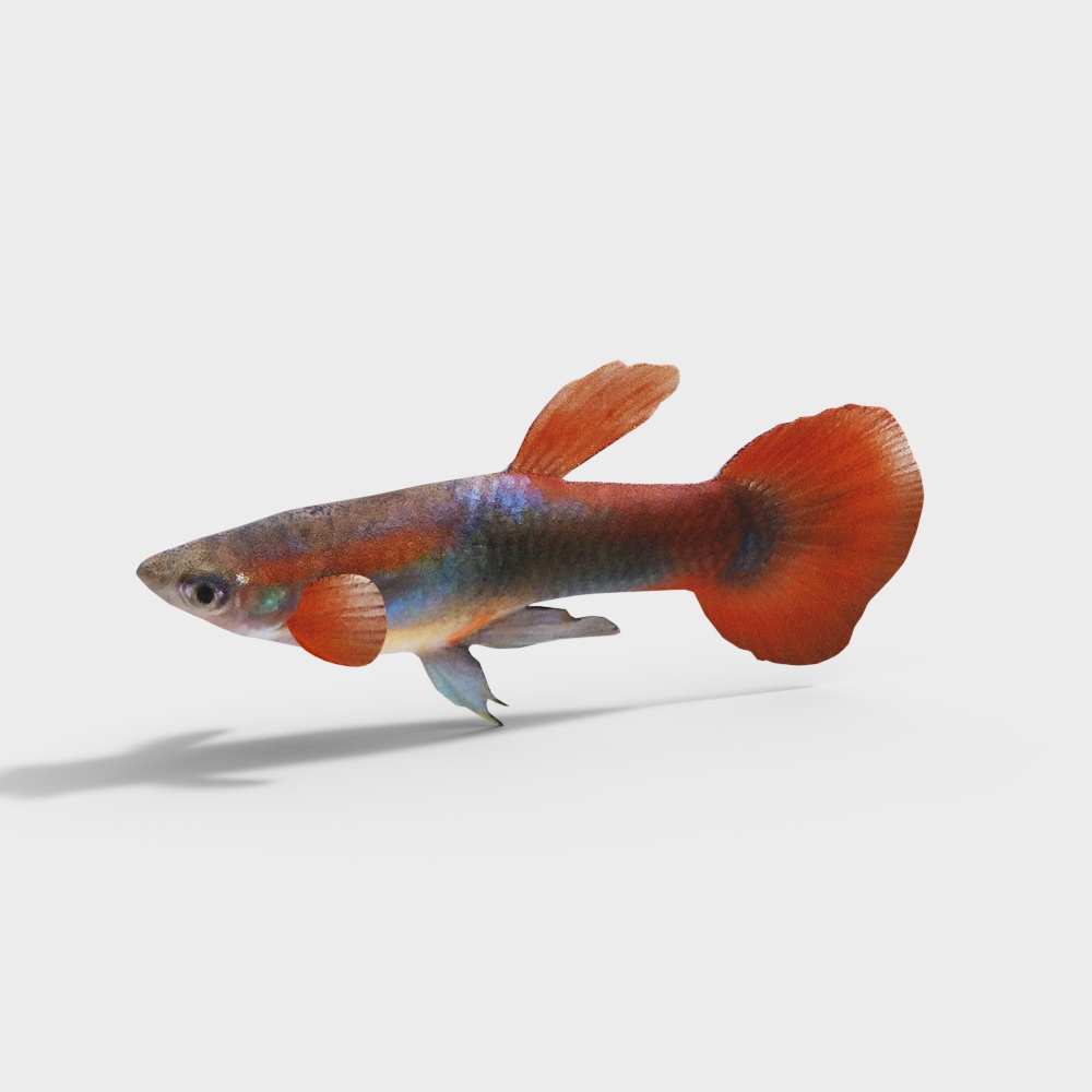 杂袍孔雀鱼3D模型