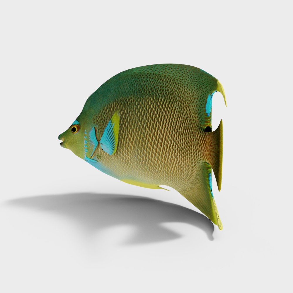 神仙鱼3D模型