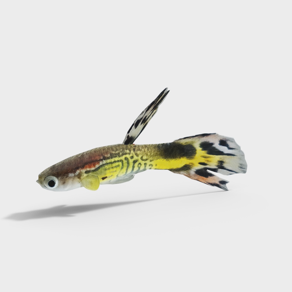 蛇纹孔雀鱼3D模型