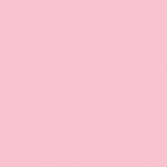 Carpolly Dutch Carnation Wall Paint 3D Model in Pink
