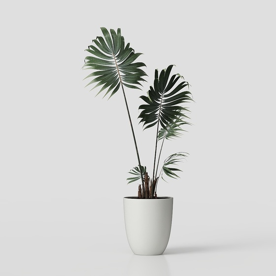 Money tree green plant