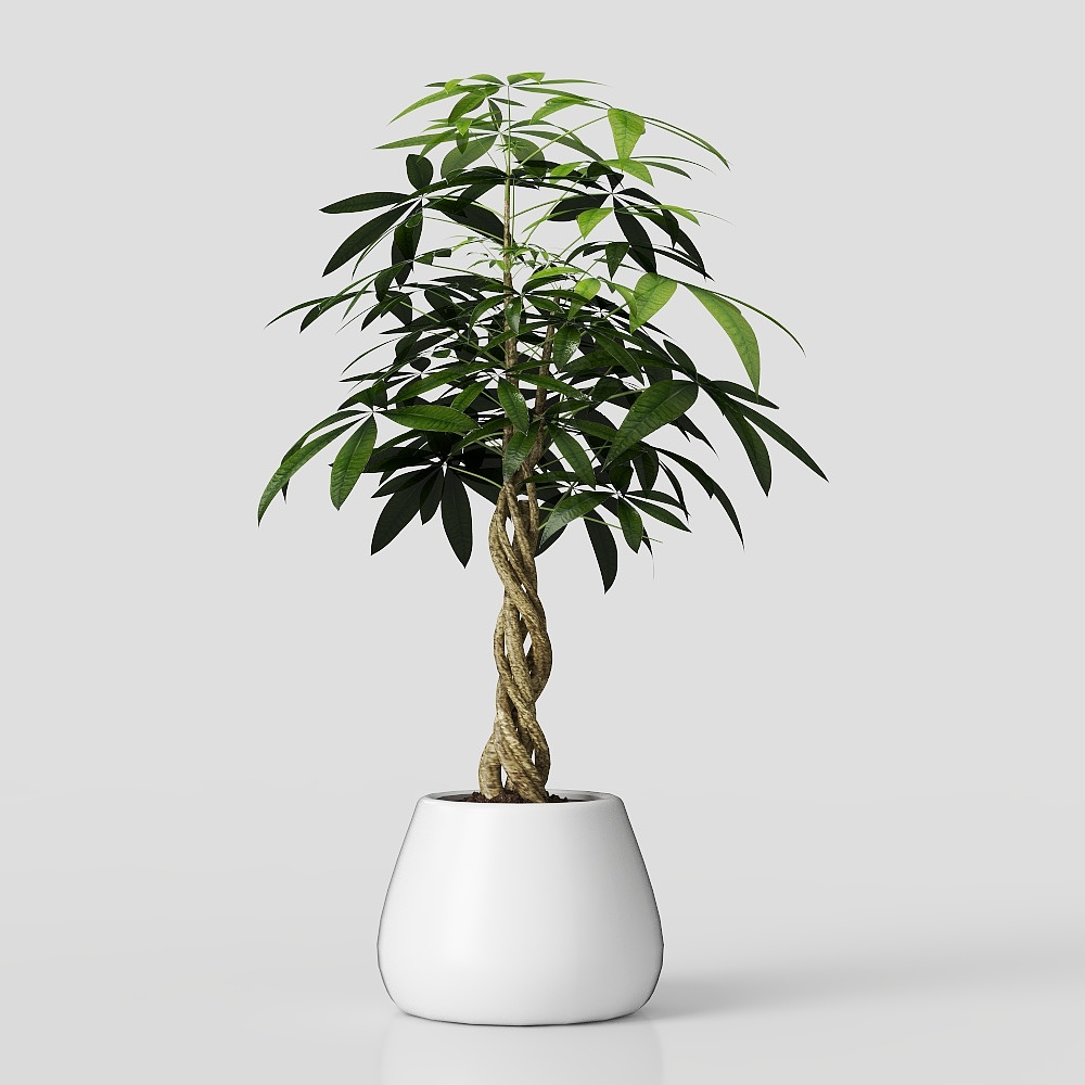 发财树绿植3D模型