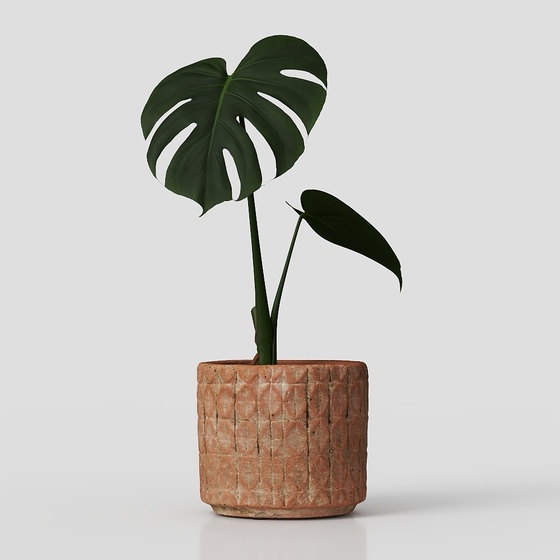 Turtle back bamboo green plant pot