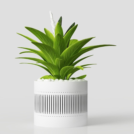 Small potted plants