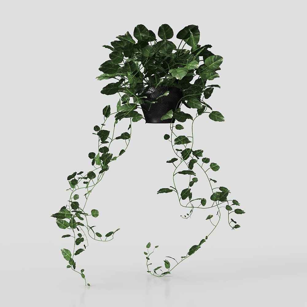 盆栽绿萝3D模型