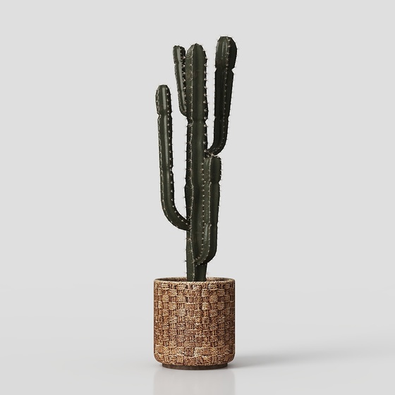 Potted cactus plant