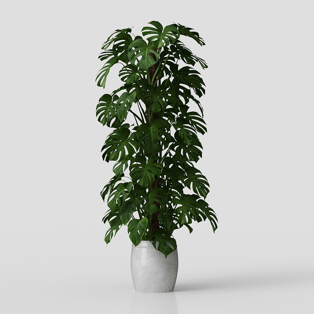龟背竹绿植盆栽3D模型