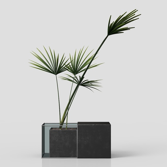 Potted plant