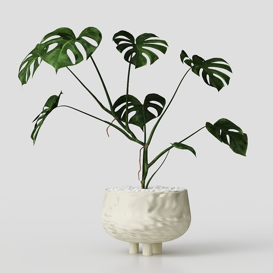 Potted plant