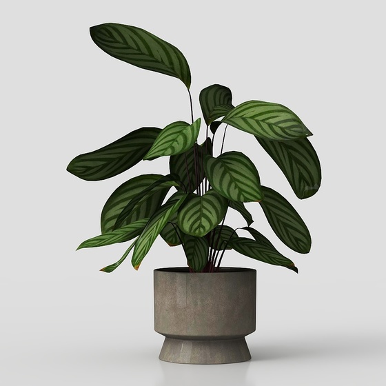 Potted plant