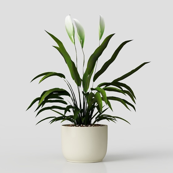 Potted plant