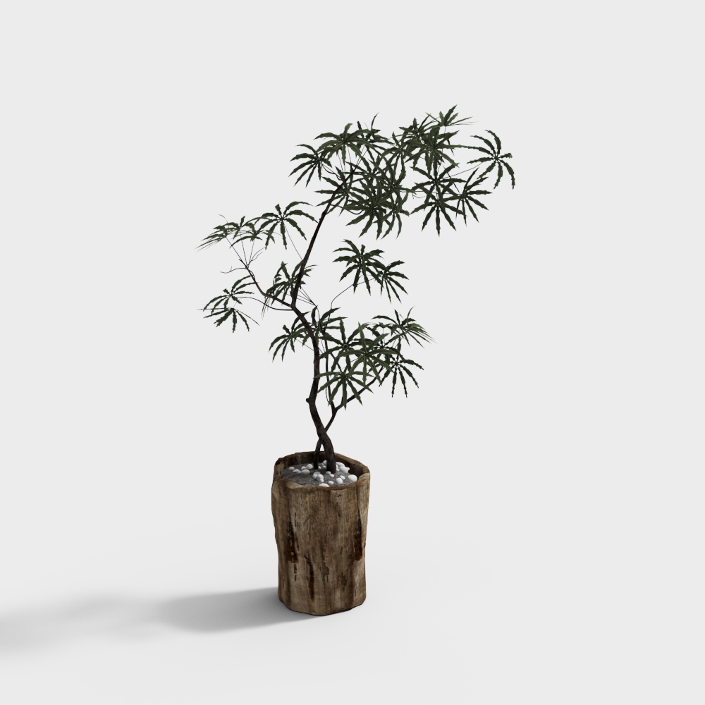 植物