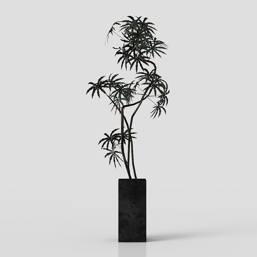 中古风蕨类盆栽