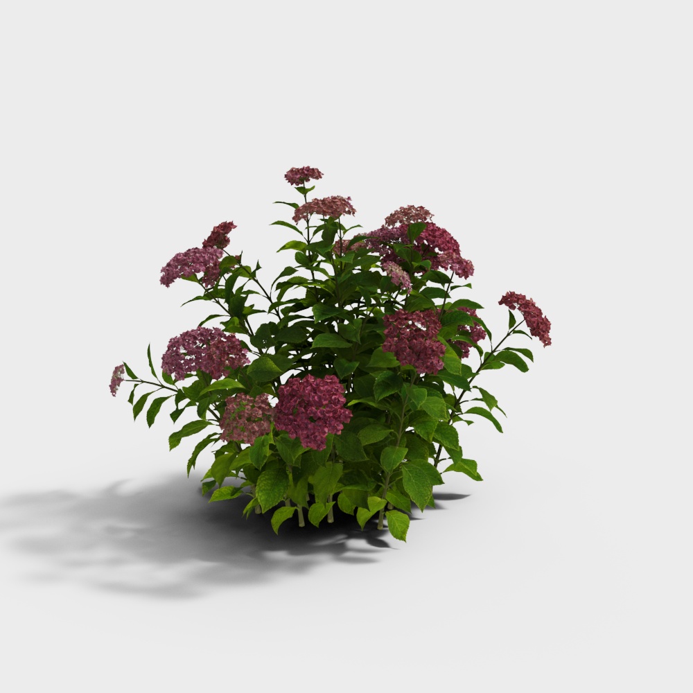 现代紫红绣球花