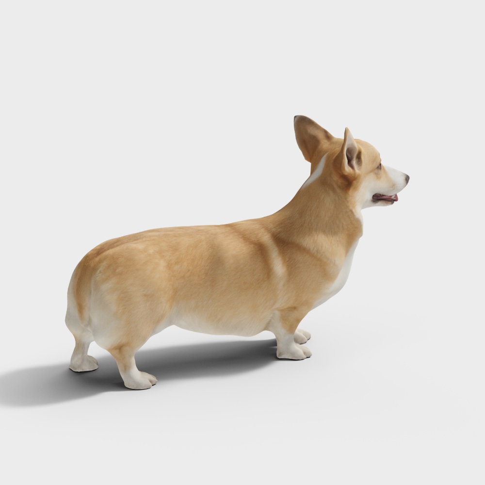 柯基犬3D模型