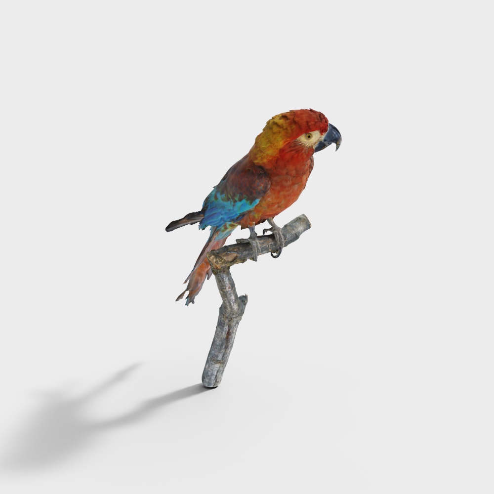 红色鹦鹉3D模型