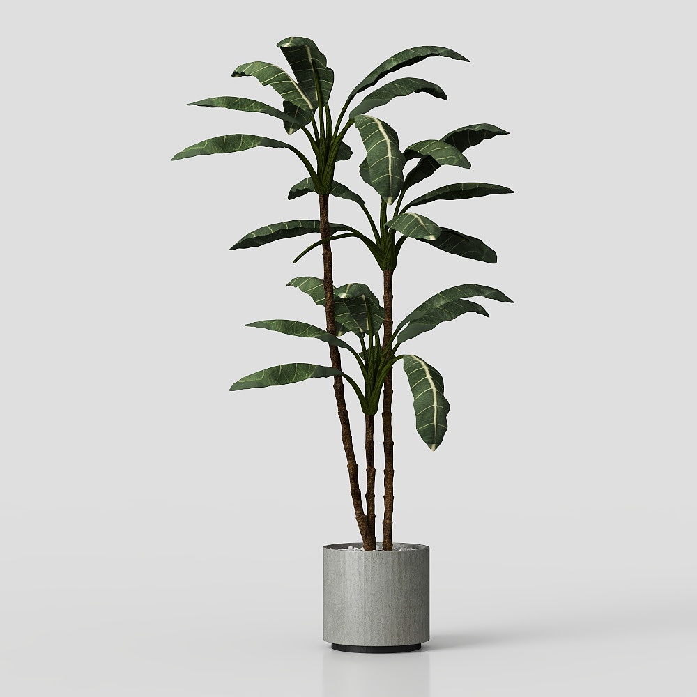 植物(2021)