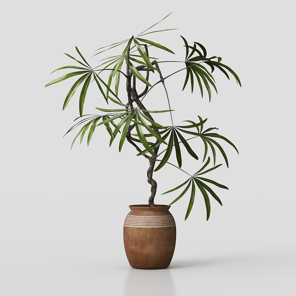 植物