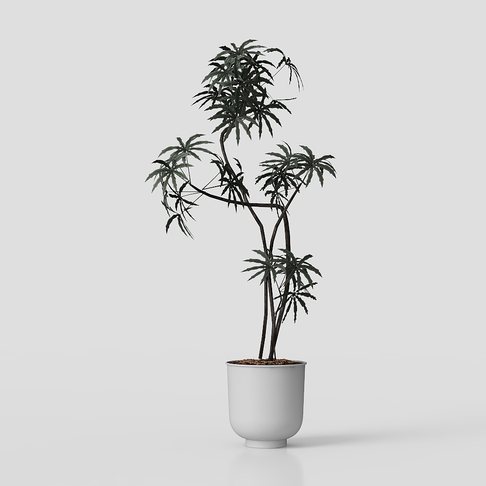 绿植