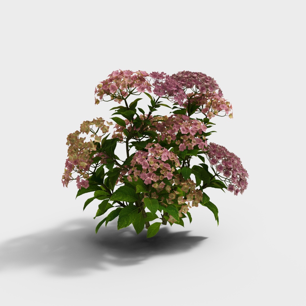 现代玫瑰绣球花