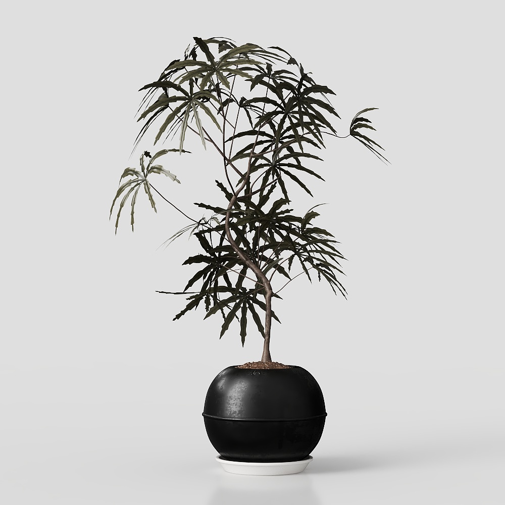 啊Q中古绿植
