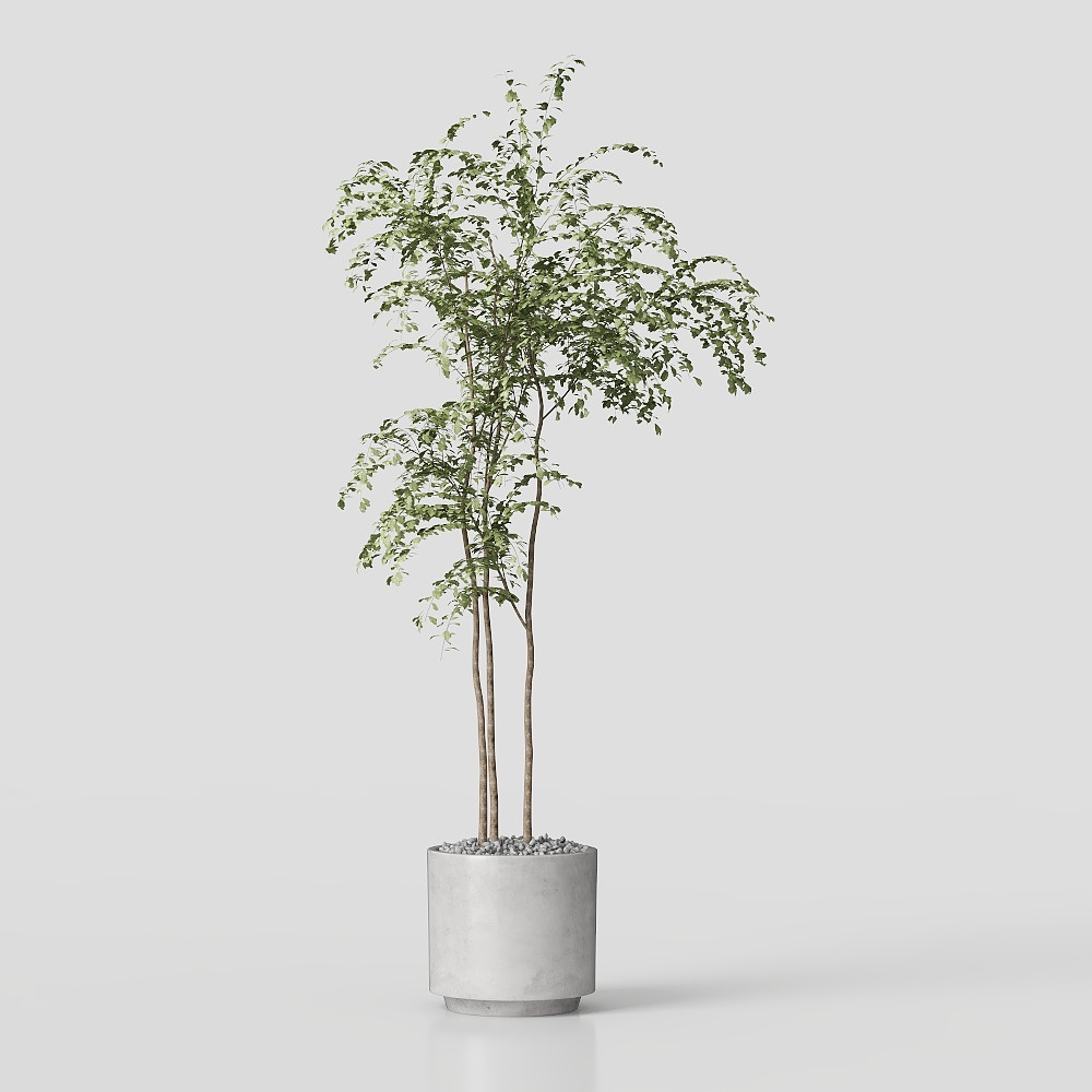 植物