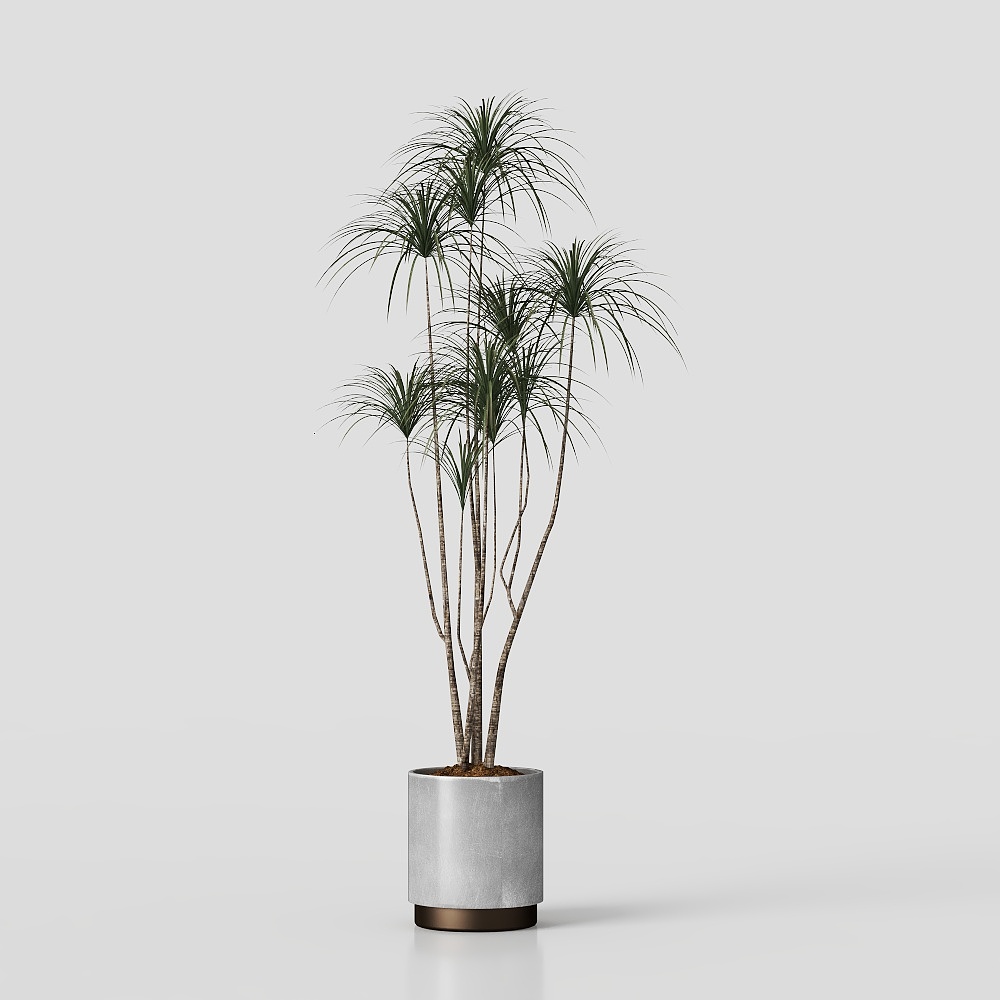 植物