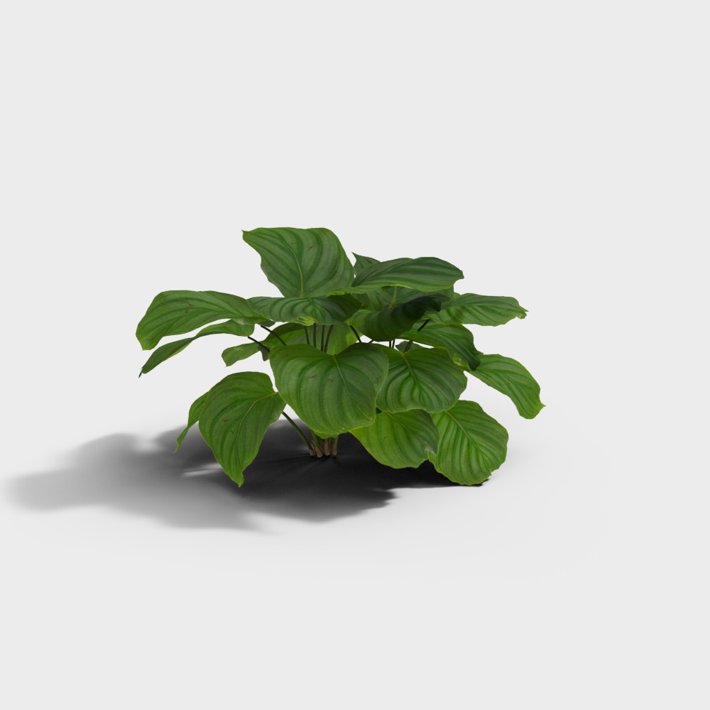 现代肖竹芋3D模型
