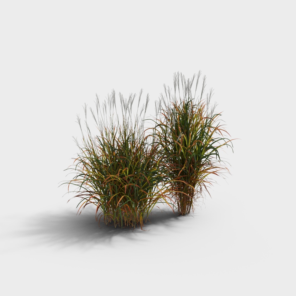 紫芒草3D模型